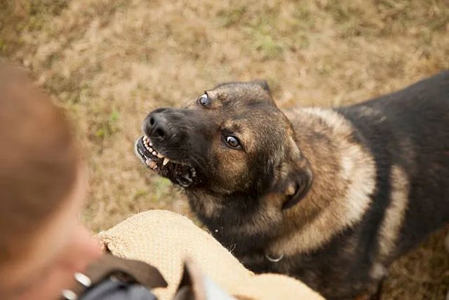 Aggression at the ready
